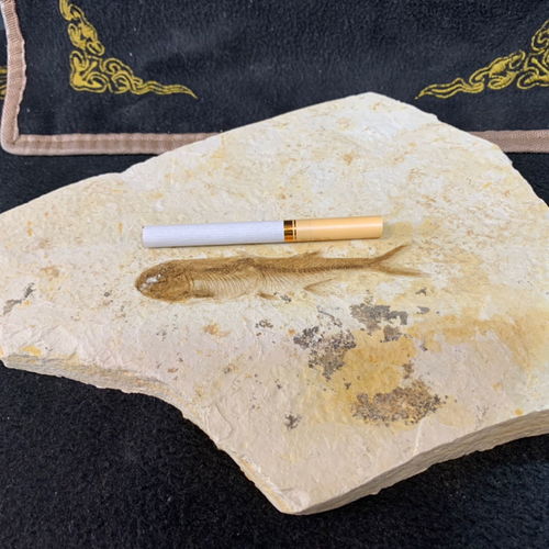 特價(jià)精品純天然遼西魚化石狼鰭群魚全國包郵，化石愛好者的絕佳收藏